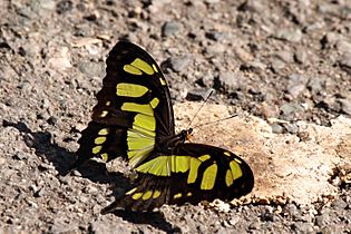 Antillean malachite (Siproeta stelenes stelenes)