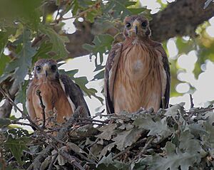 AquilaPennata nest