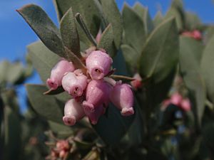 Arctostaphylos canescens.jpg