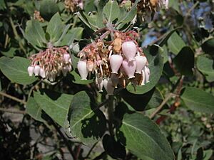 Arctostaphylos viscida 9781.JPG