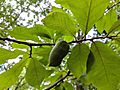 Asimina parviflora fruit