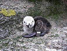 Banded Razorbill chick