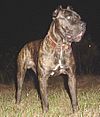 Bandog Picture.jpg