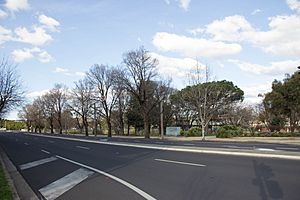 Bentinck Street Elm Trees 2.jpg