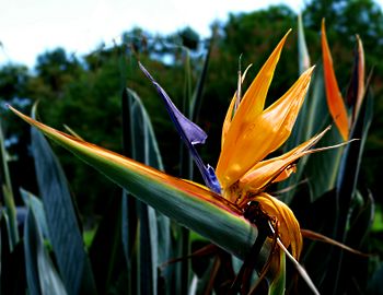 Bird of paradise -- Strelitzia