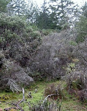 Bothe-Napa Valley State Park.jpg