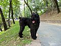 Bouvier des Fiandres038