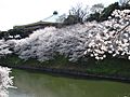 Budokan sakura