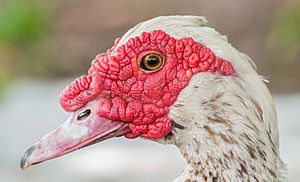 Cairina moschata momelanotus head