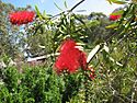 Callistemon 'Harkness'.jpg