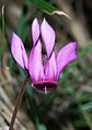 Cyclamen purpurascens 280803