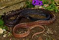 Eastern Coachwhip (Coluber flagellum flagellum) (34496657015)