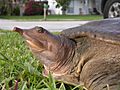 Eastern Spiny Softshell Turtle