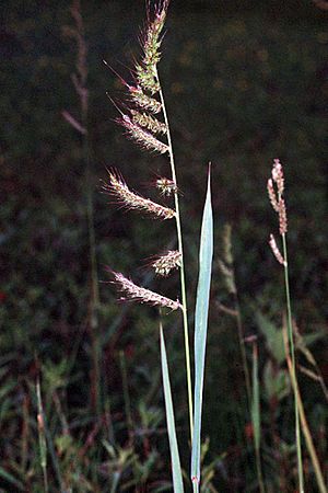 Echinochloa crus-galli01.jpg