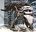 Edmontonia mount