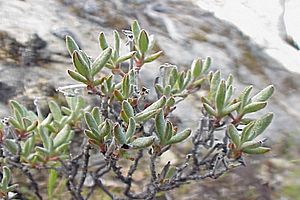 Eriogonum butterworthianum.jpg