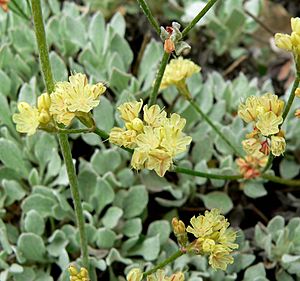 Eriogonum ovalifolium ovalifolium 2.jpg