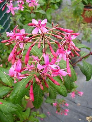 Fuchsia arborescens.jpg