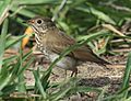 Gray-cheeked Thrush