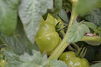 Green Tomatoes