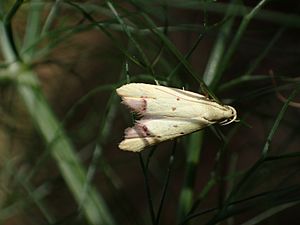 Gymnobathra flavidella2 by Tony Wills.jpg