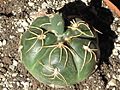 Gymnocalycium denudatum 1