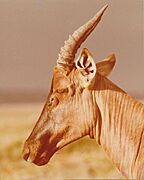 Head of topi in Kenya