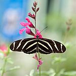 Heliconius charithonia Kaldari 1 cropped.jpg