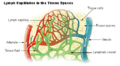 Illu lymph capillary