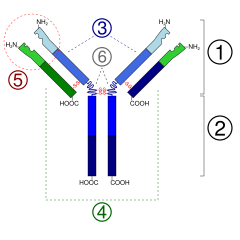 Immunoglobulin basic unit