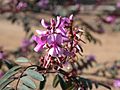 Indigofera australis canberra