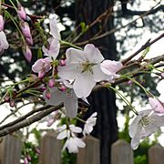 Japanese Gardens Flowers 2