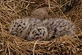 Larus marinus nestlings