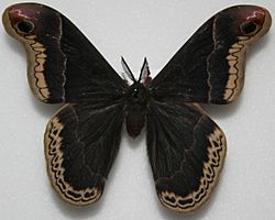 Male Promethea Moth, Megan McCarty79.jpg