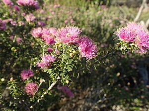 Melaleuca ryeae.jpg