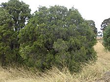 Melaleuca squamophloia habit