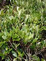 Melicytus chathamicus 2235235