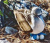 Nesting bluefoot