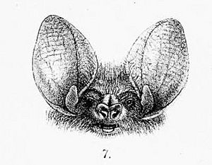 Nyctophilus timoriensis.jpg