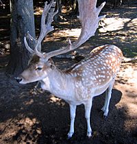 Oakland Deer.jpg