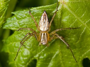 Oxyopes salticus female 01.jpg