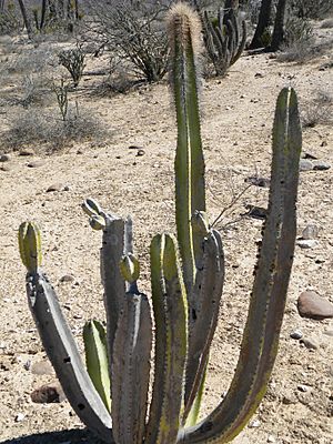 Pachycereus schottii (5782222323).jpg