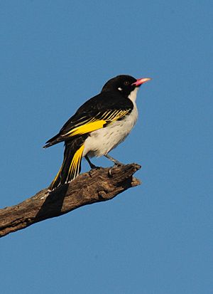 Painted honeyeater Profile