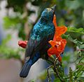 PalestineSunbird TyreSourLebanon RomanDeckert03122019