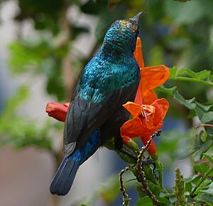 PalestineSunbird TyreSourLebanon RomanDeckert03122019