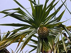 Pandanus