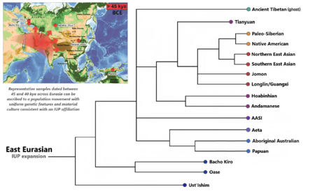 Phylogenetic structure of Eastern Eurasians