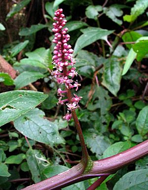 Phytolacca sandwicensis 2.jpg