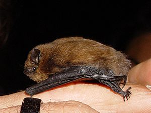 Pipistrellus pipistrellus lateral