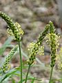 Plantago alpina0